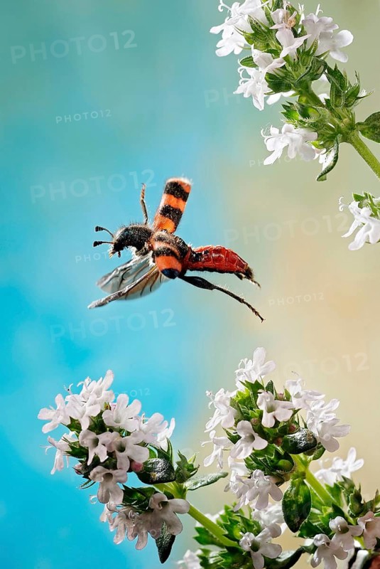Trichodes apiarius
