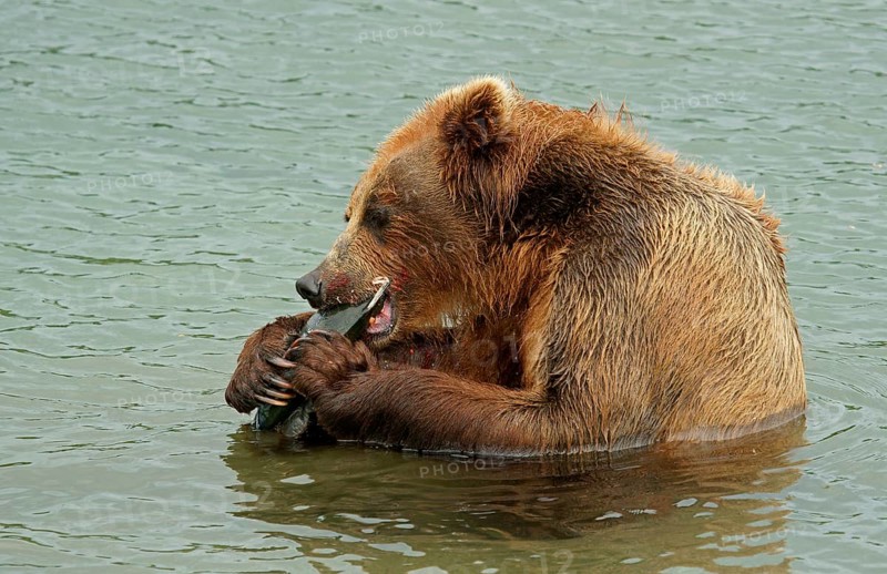 Brown bear