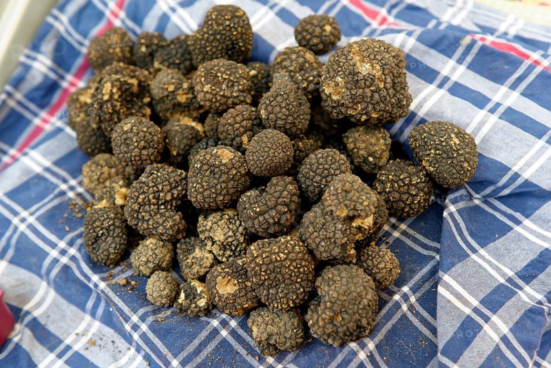 Black Truffle