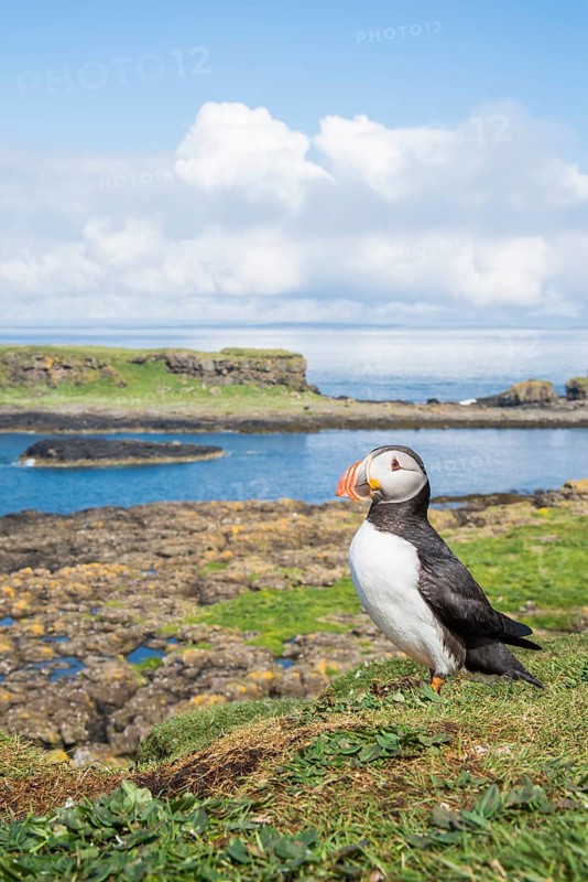 Puffin