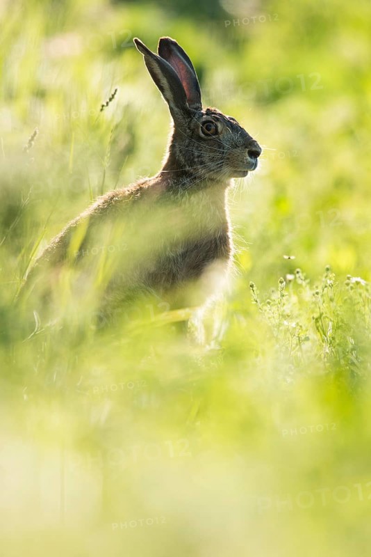 European hare