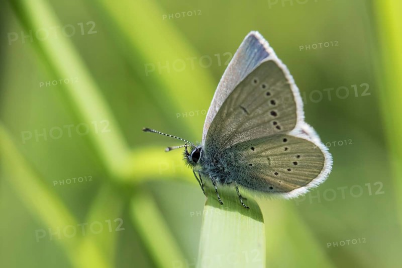 Small blue butterfly