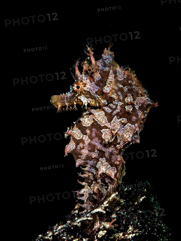 Short-snouted seahorse