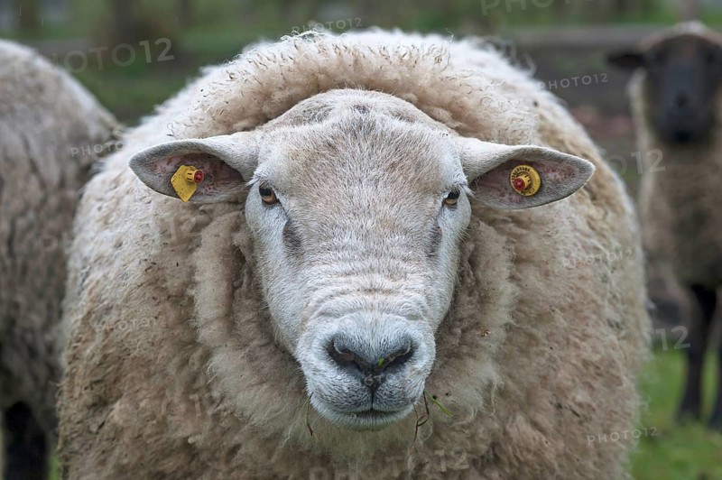 Texel sheep