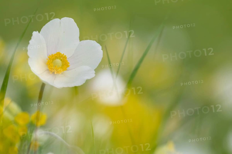 Snowdrop anemone