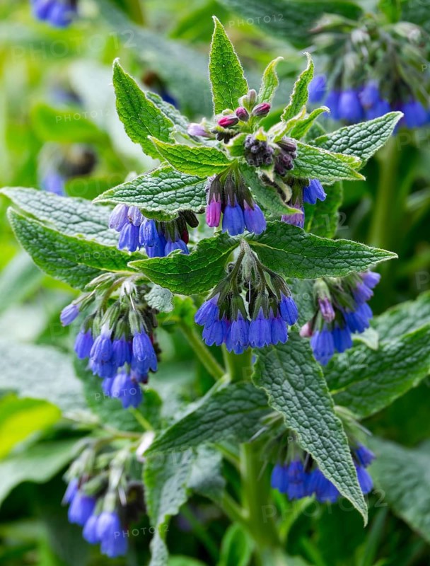 Blue flowering prickly comfrey