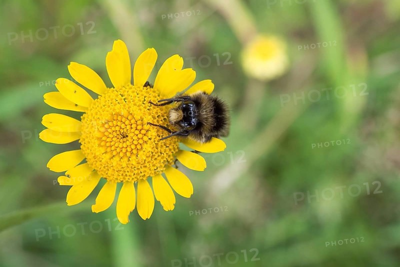 Large earth bumblebee