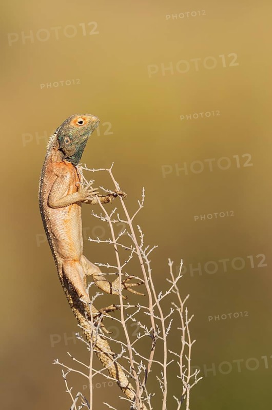 Ground Agama