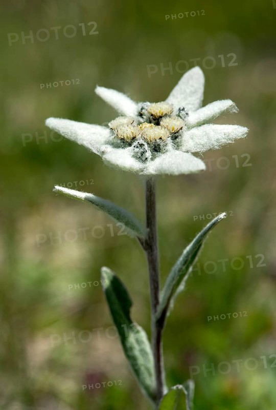 Alpine Edelweiss