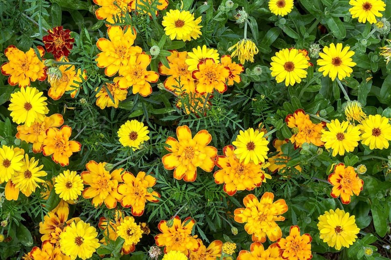 Yellow marigold