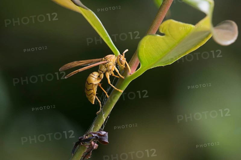 Yellow Common paper wasp