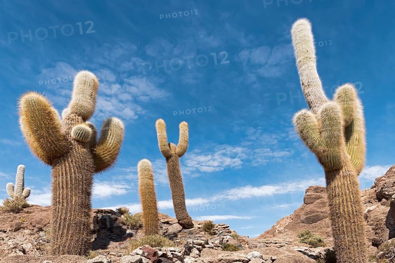 Isla Incahuasi with centuries-old cacti