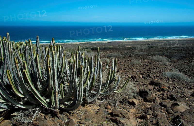 Canary Island spurge