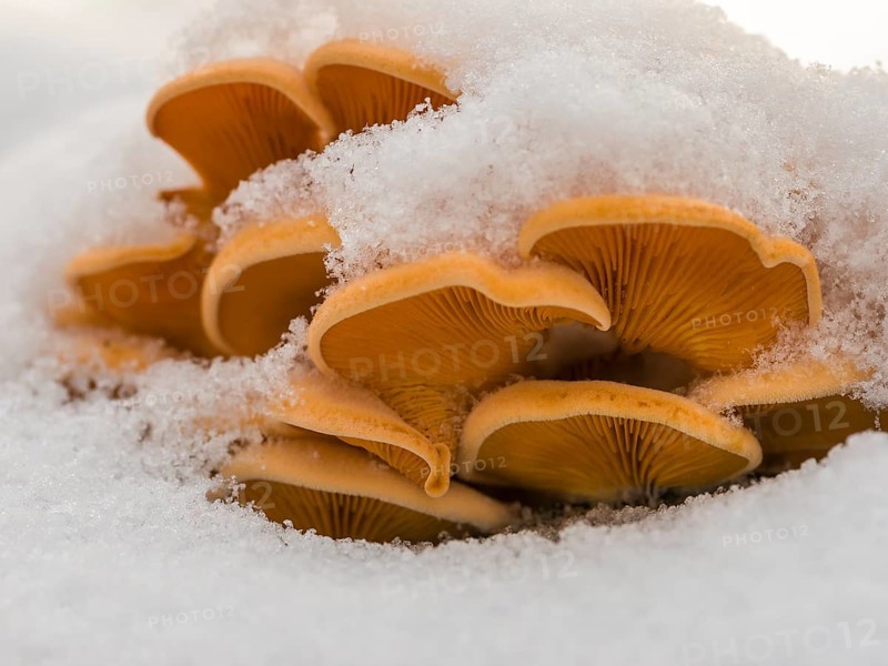 Mock oyster or orange oyster