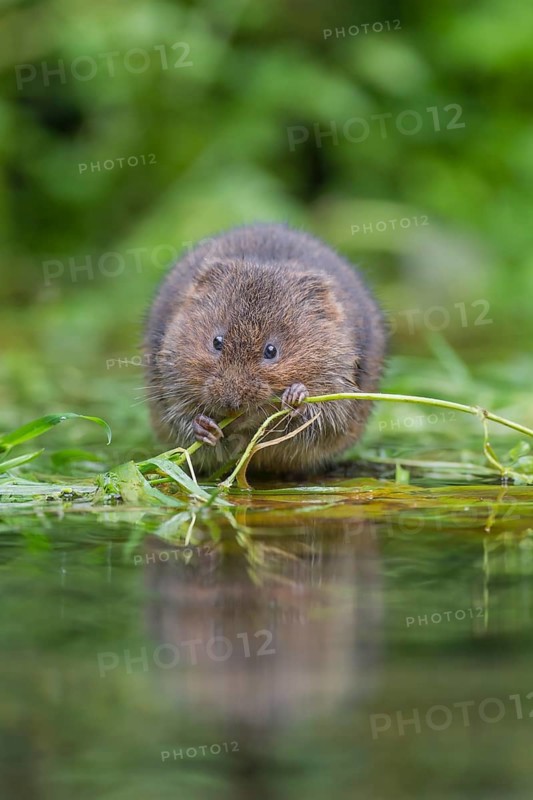 Water vole