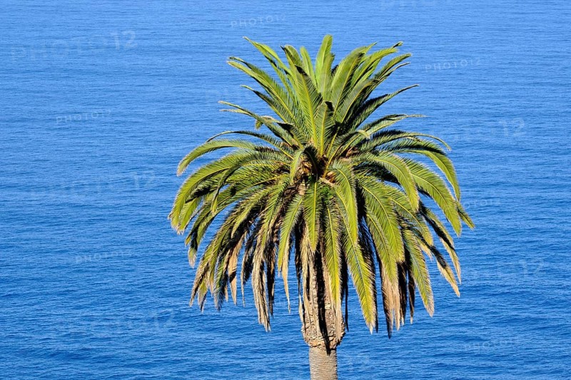 Canary Island date palm