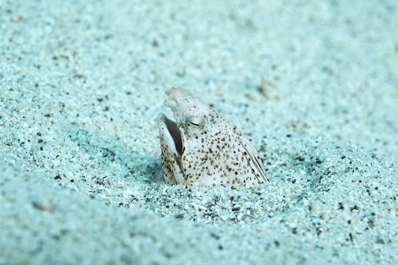 Marbled snake eel
