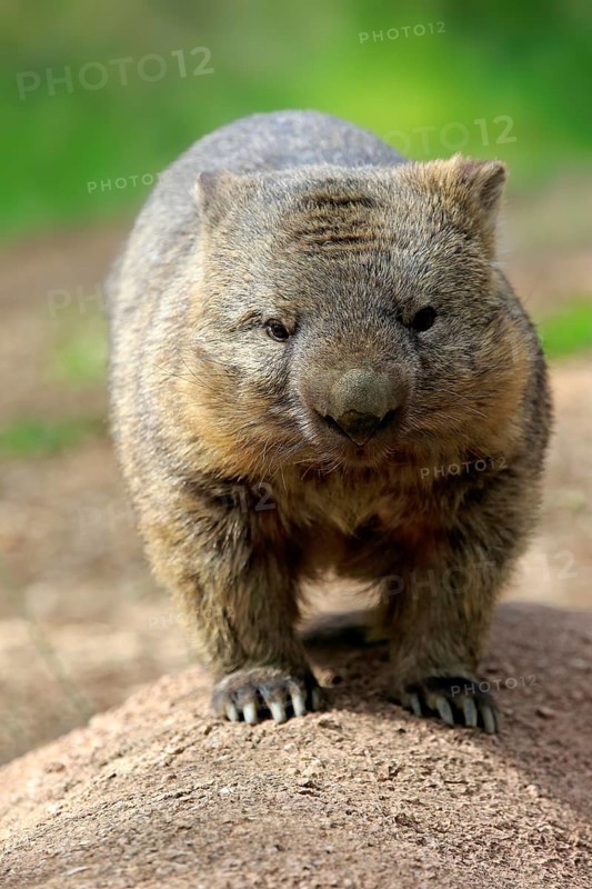 Common wombat