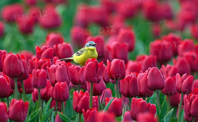 Yellow wagtail