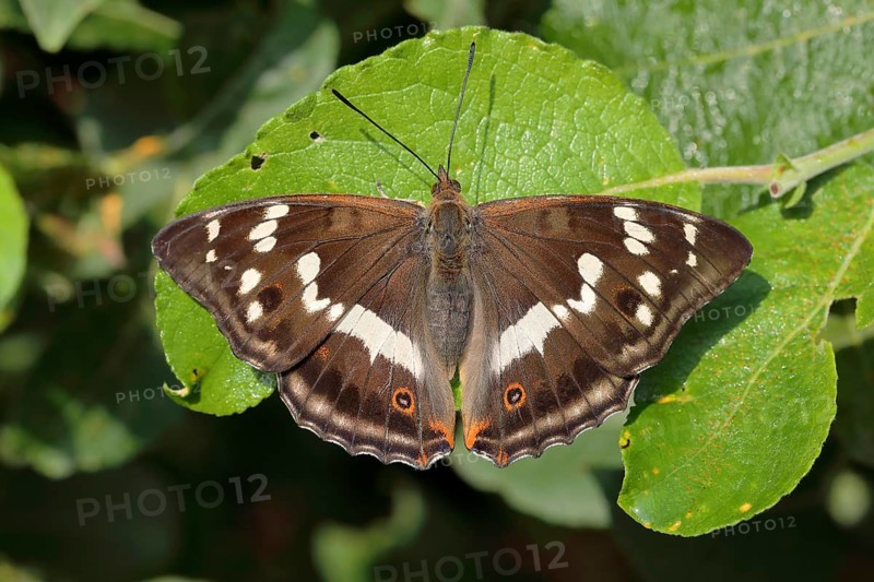 Purple Emperor