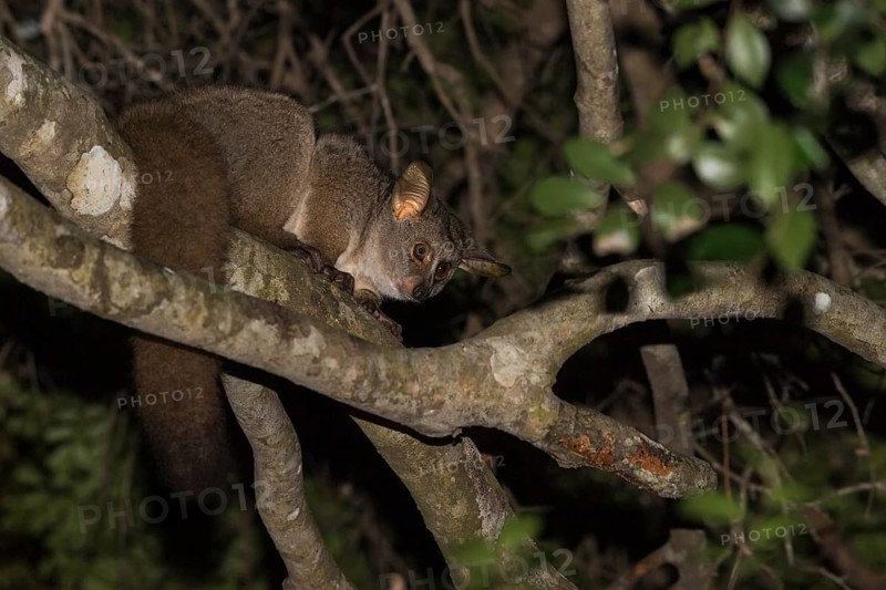 Brown greater galago
