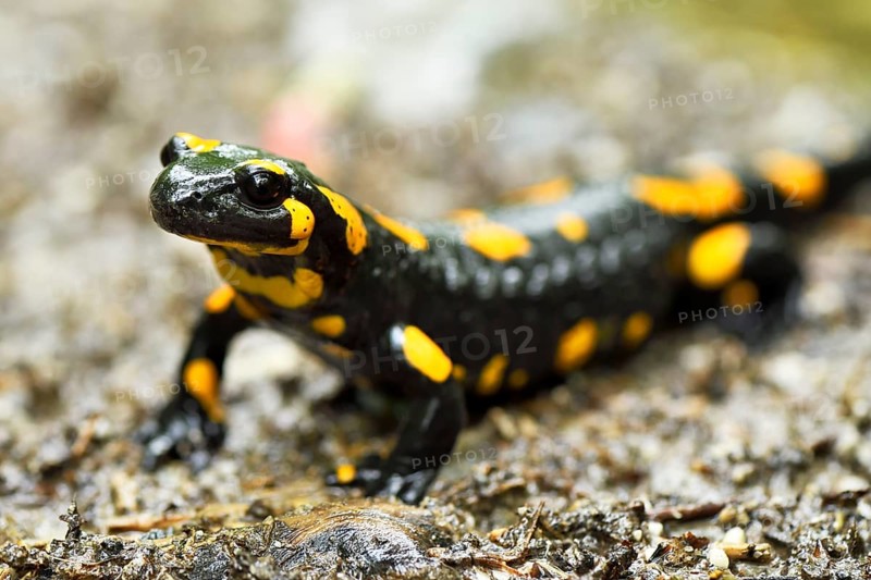 Fire salamander