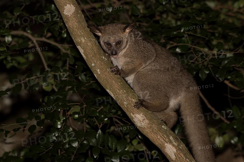 Brown greater galago
