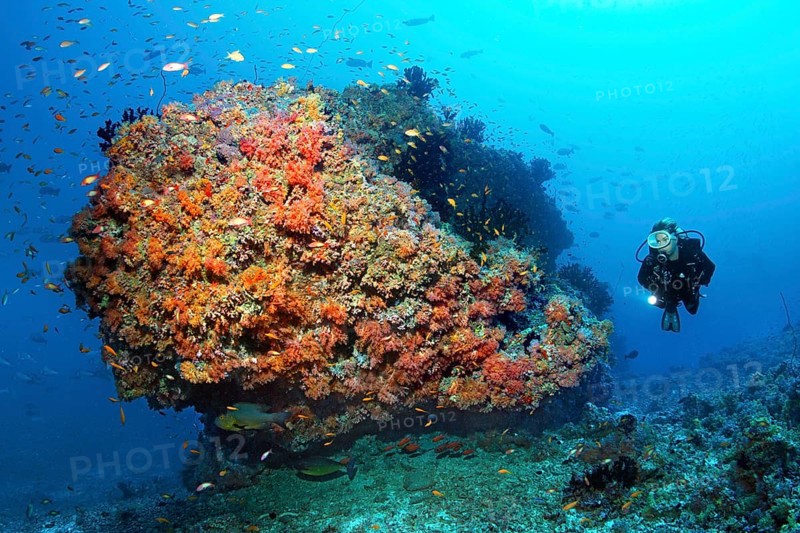 Diver