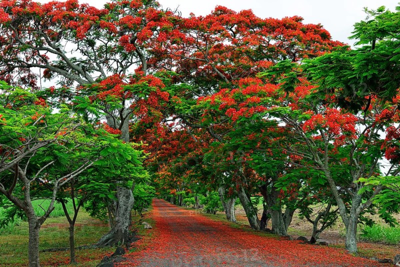 Avenue with Royal Poincianasn