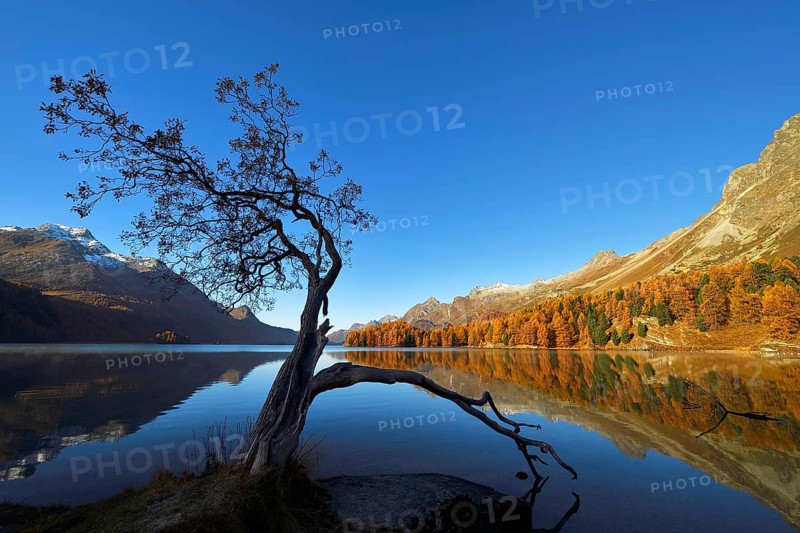 Larch forest