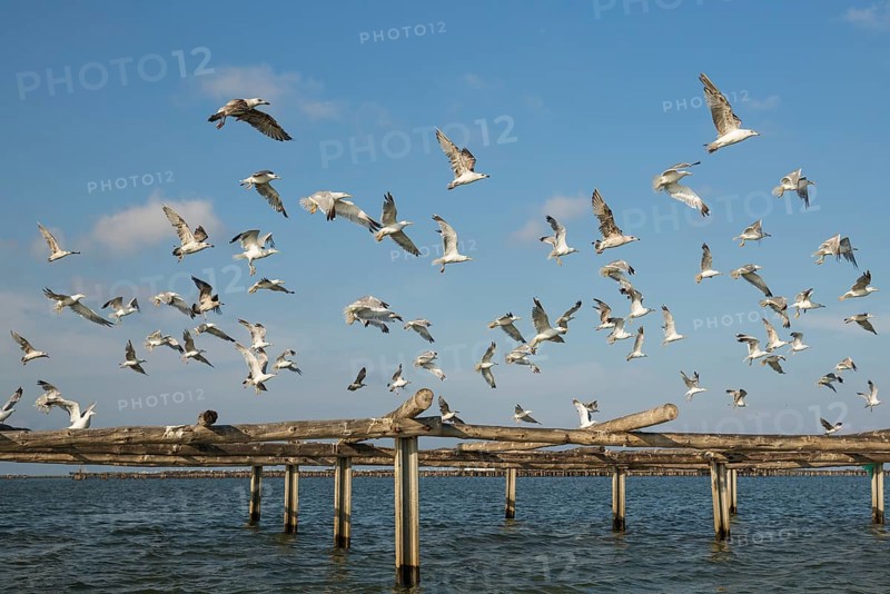 Yellow-legged Gulls