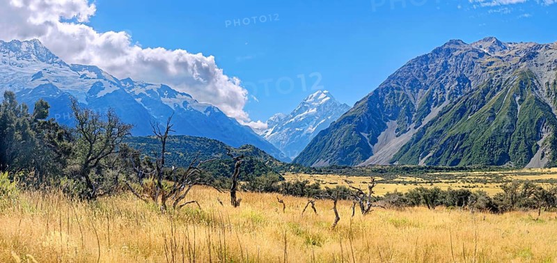 Golden grasslands with Mount Cook