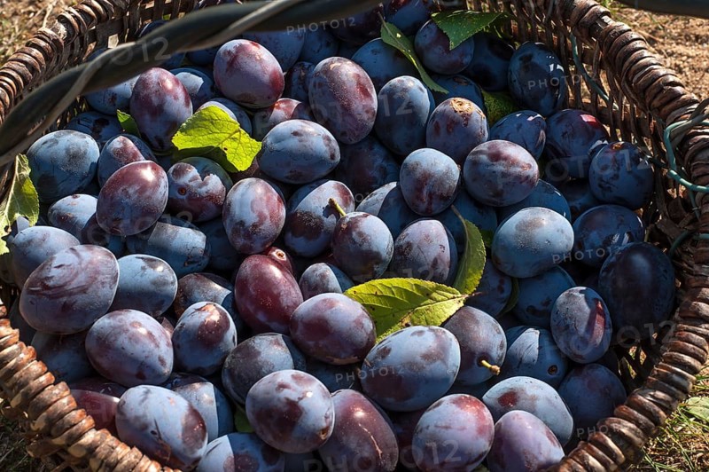 Freshly picked plums