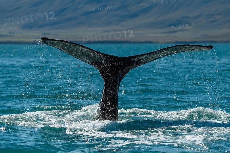 Tail