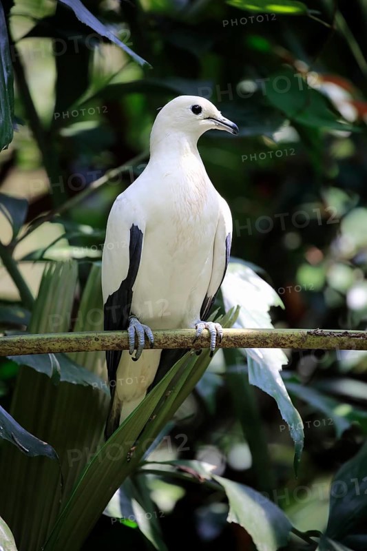 Pied Imperial Pigeon