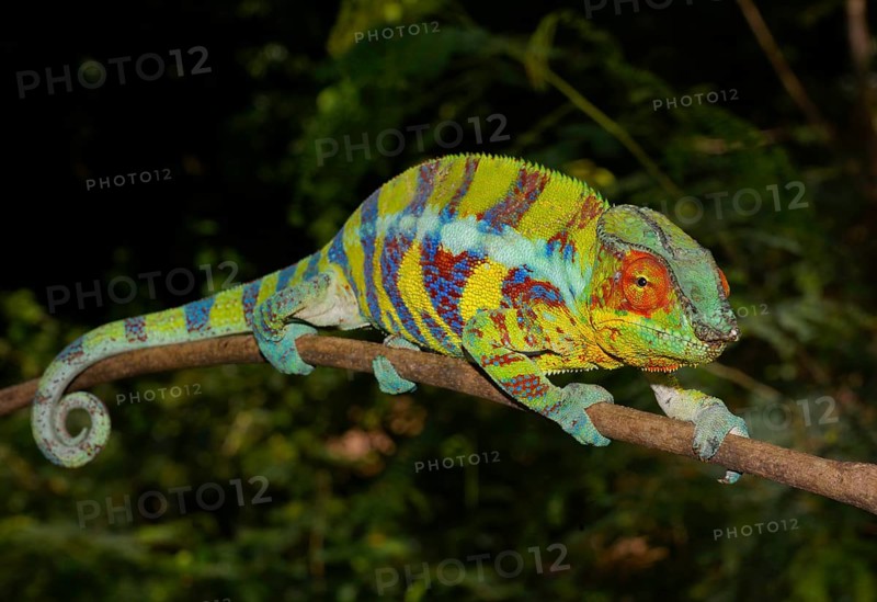 Panther chameleon
