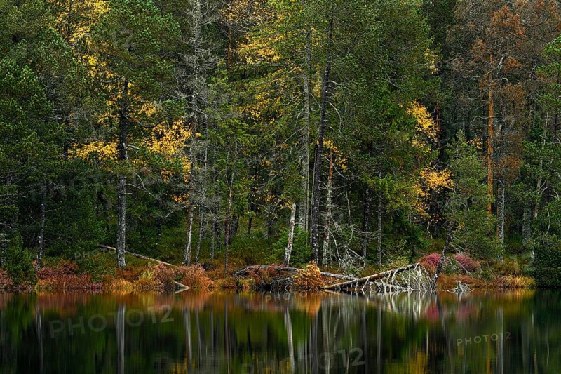 Trees reflected in lake
