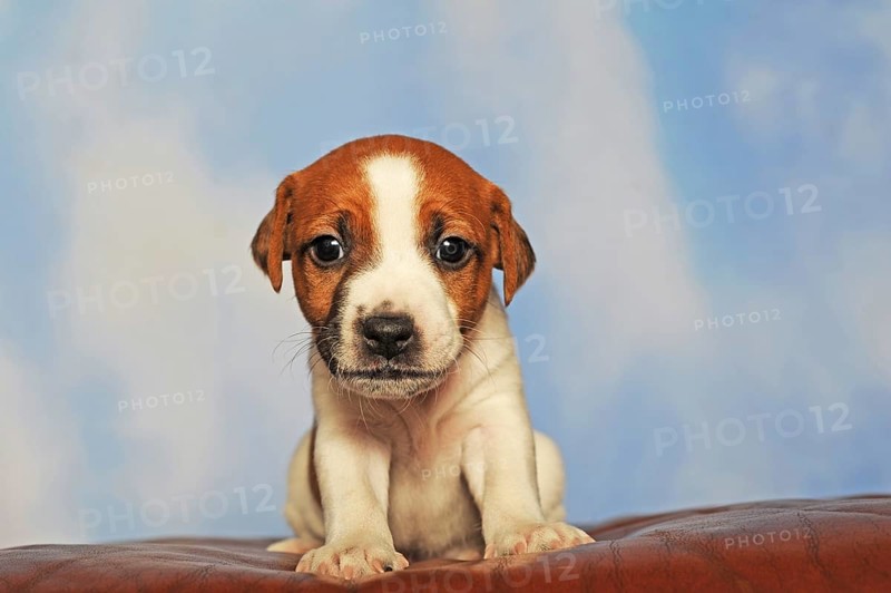 Parson Russell Terrier sitting on leather cushion