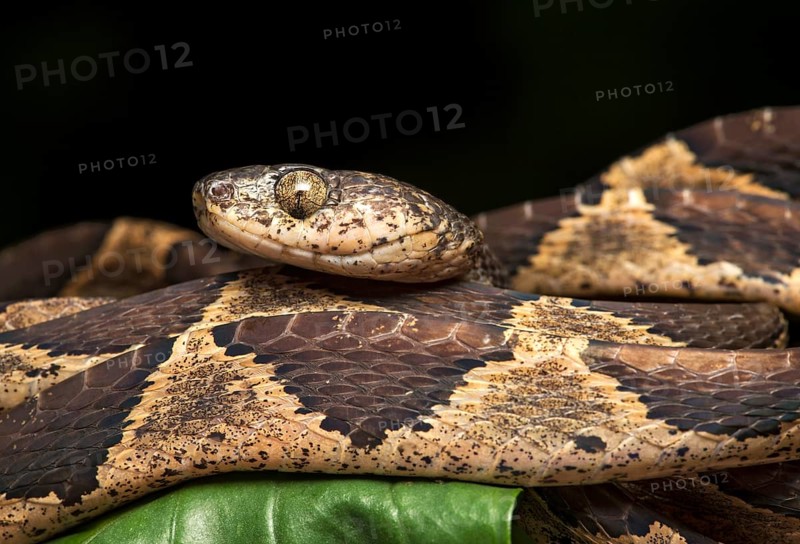 Cat-eyed snake