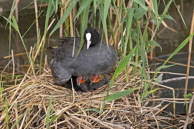Coot