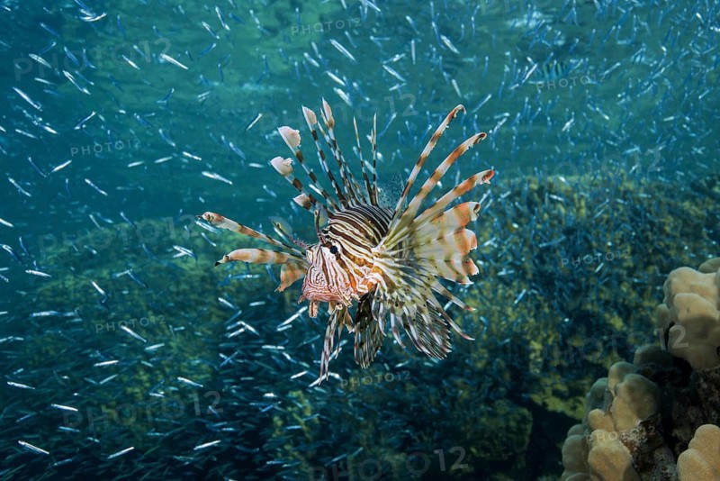 Red lionfish