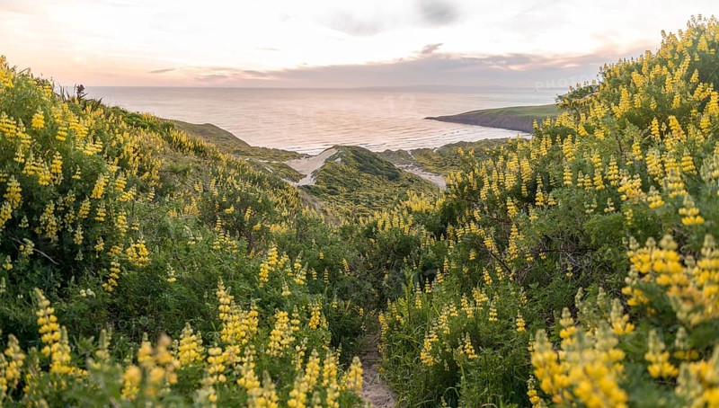 Blooming yellow lupines