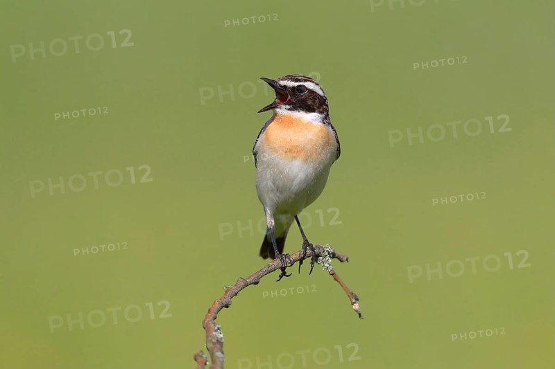 Whinchat