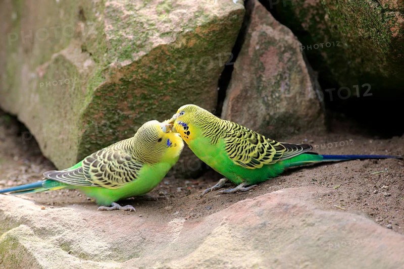 Budgies