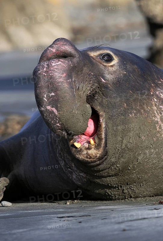 Northern Elephant Sealenbulle