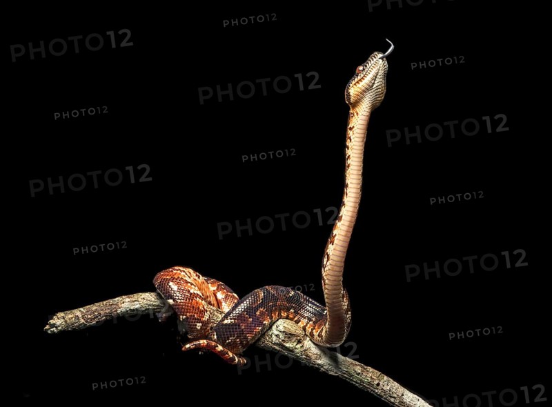 Malagasy Tree Boa