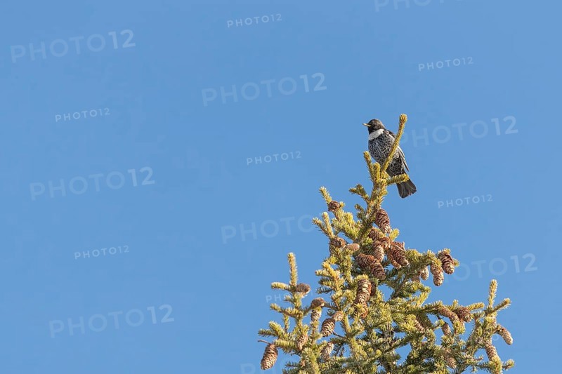 Ring ouzel