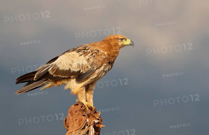 Tawny eagle