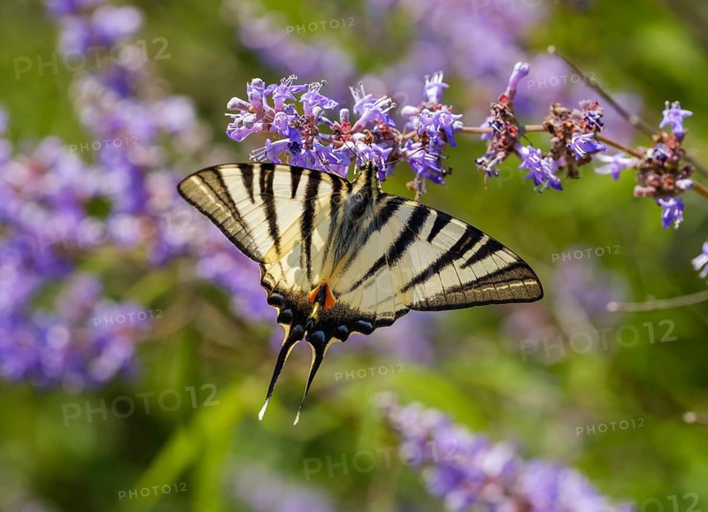 Scarce swallowtail