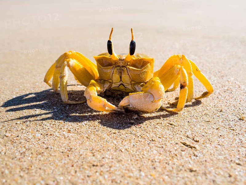 Ghost crab